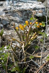 Polystachya pubescens