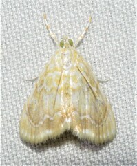 Glaphyria glaphyralis