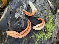 Pseudocolus fusiformis