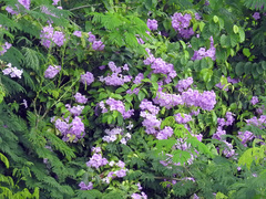 Brunfelsia pauciflora