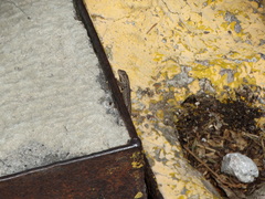 Sceloporus grammicus