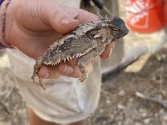 Phrynosoma coronatum