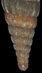 Laciniaria plicata