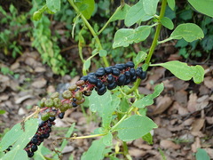 Phytolacca icosandra