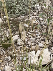 Chloris virgata