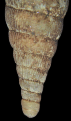 Laciniaria plicata