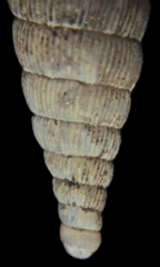 Laciniaria plicata