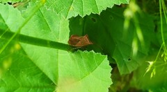 Coreus marginatus
