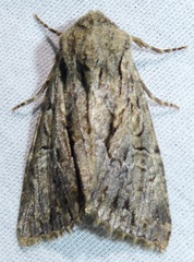 Lacanobia subjuncta