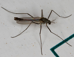 Chironomidae