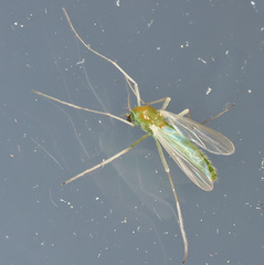 Chironomidae