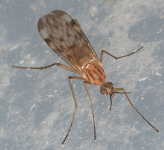 Anisopodidae