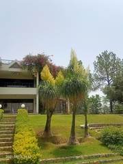 Beaucarnea recurvata