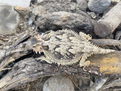 Phrynosoma coronatum