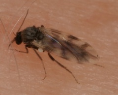 Culicoides impunctatus