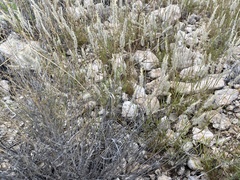 Enneapogon desvauxii