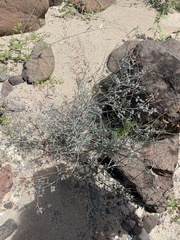 Hoffmannseggia intricata