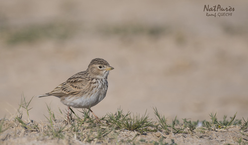 Eurasian Skylark