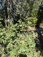 Andricus quercuscalifornicus