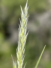 Enneapogon desvauxii