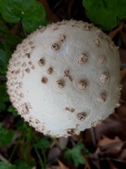 Saproamanita vittadinii