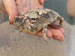 Phrynosoma coronatum