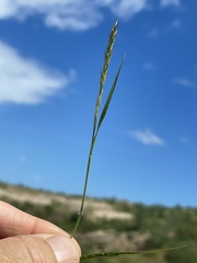 Enneapogon desvauxii