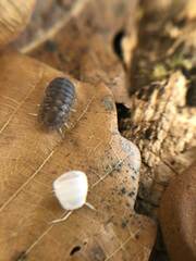 Armadillidae