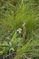 Satyrium longicauda