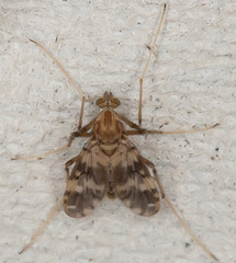 Psectrotanypus varius