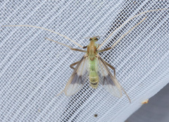 Stenochironomus gibbus