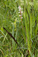Satyrium longicauda