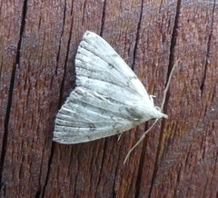 Zanclognatha protumnusalis