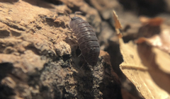 Armadillidae