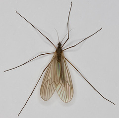 Trichocera major