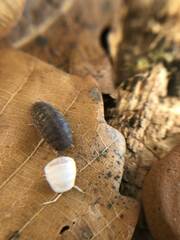 Armadillidae