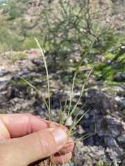 Enneapogon desvauxii