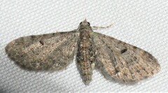 Eupithecia miserulata