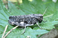 Psophus stridulus