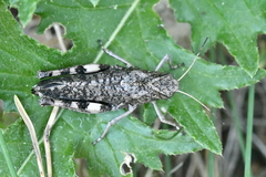 Psophus stridulus