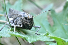 Psophus stridulus