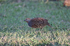 Bambusicola sonorivox