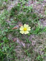 Potentilla recta