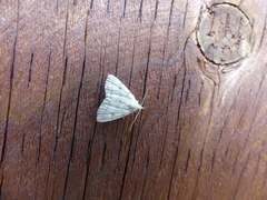 Zanclognatha protumnusalis