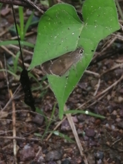 Callimormus saturnus