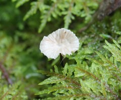 Paragymnopus perforans