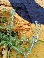 Helichrysum luteoalbum