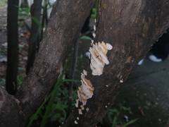 Cerrena zonata