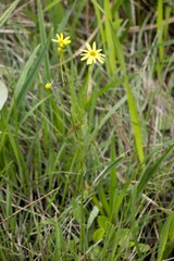 Senecio natalicola