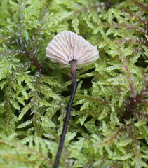 Paragymnopus perforans